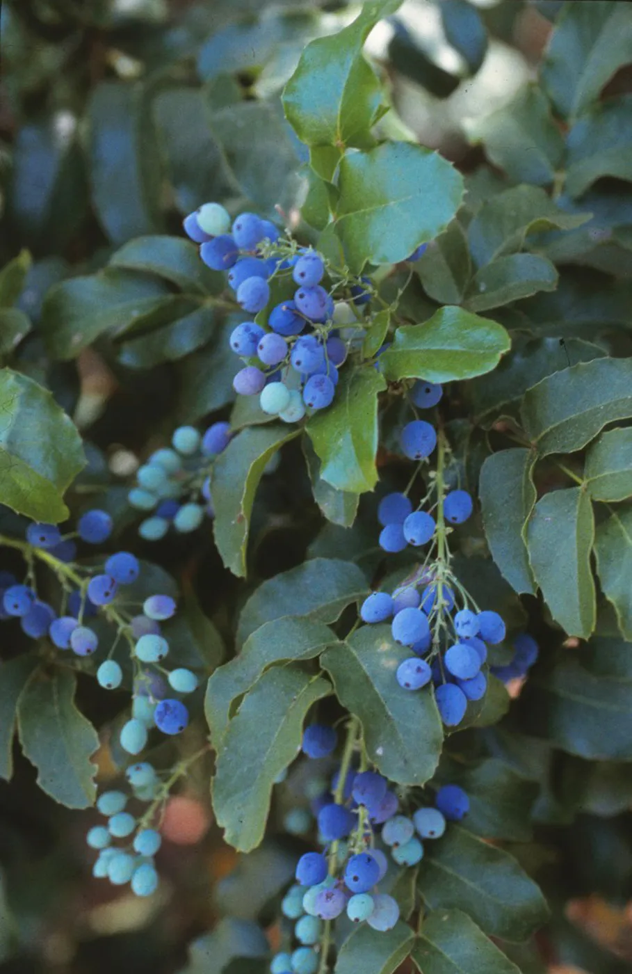 Berberis pinnata ssp. insularis, island barberry, Garden CPC plant