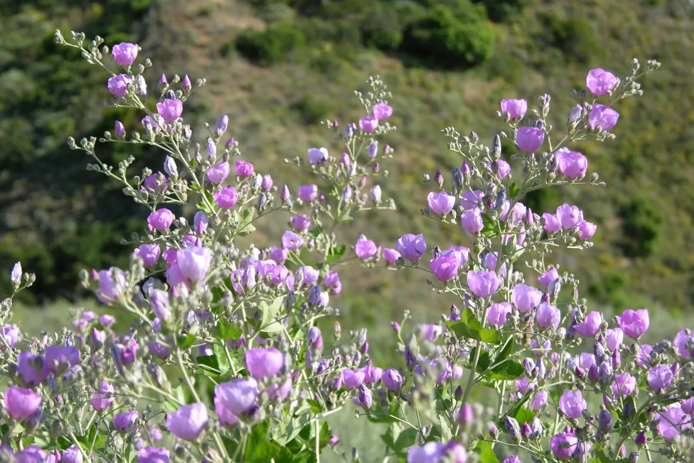 Malacothamnus fasciculatus var. nesioticus, Santa Cruz Island bush mallow, Garden CPC plant