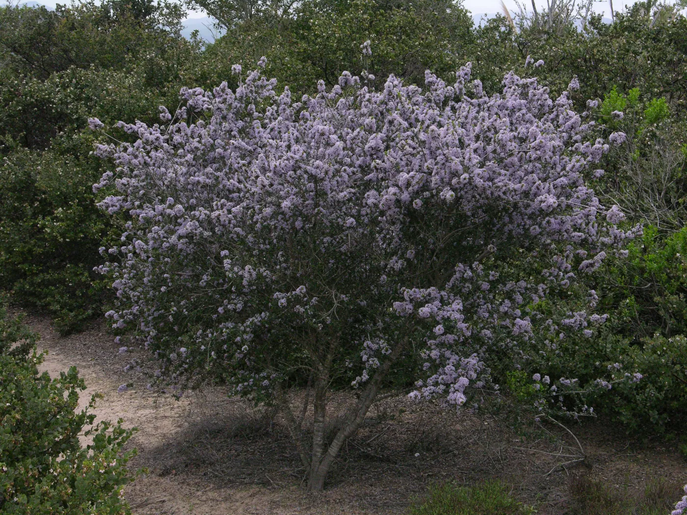 Lompoc ceanothus, Garden CPC plant