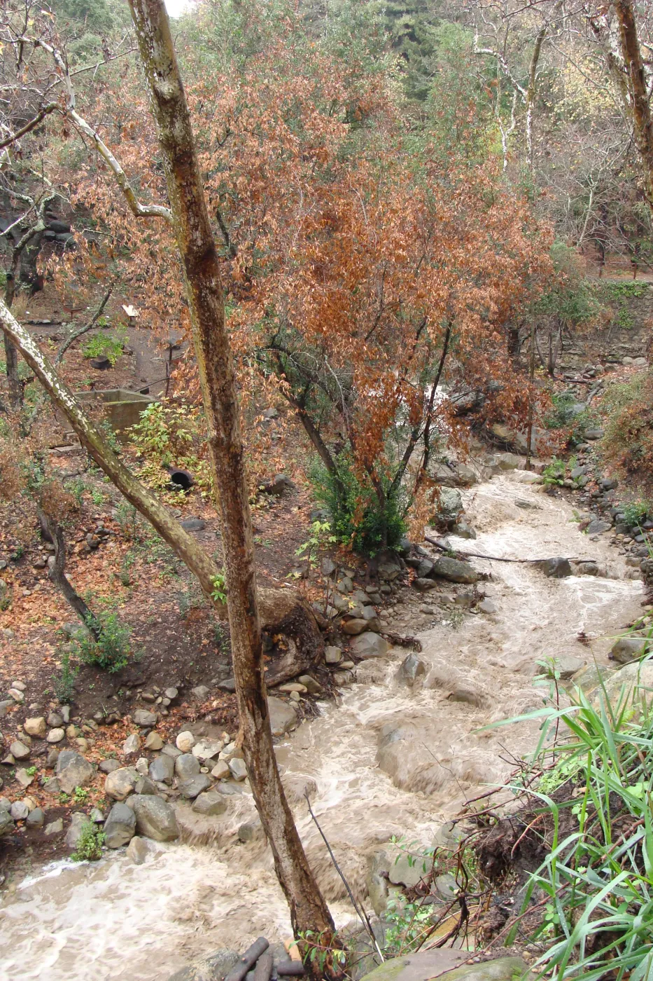 SBBG winter storm, January 2010, after Jesusita Fire