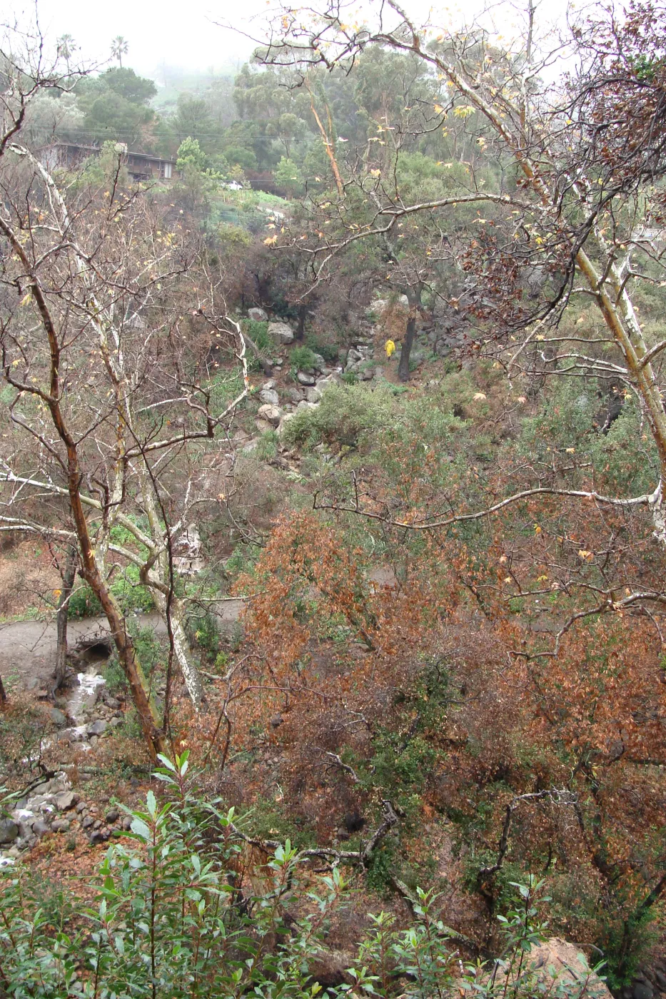 SBBG winter storm, January 2010, after Jesusita Fire