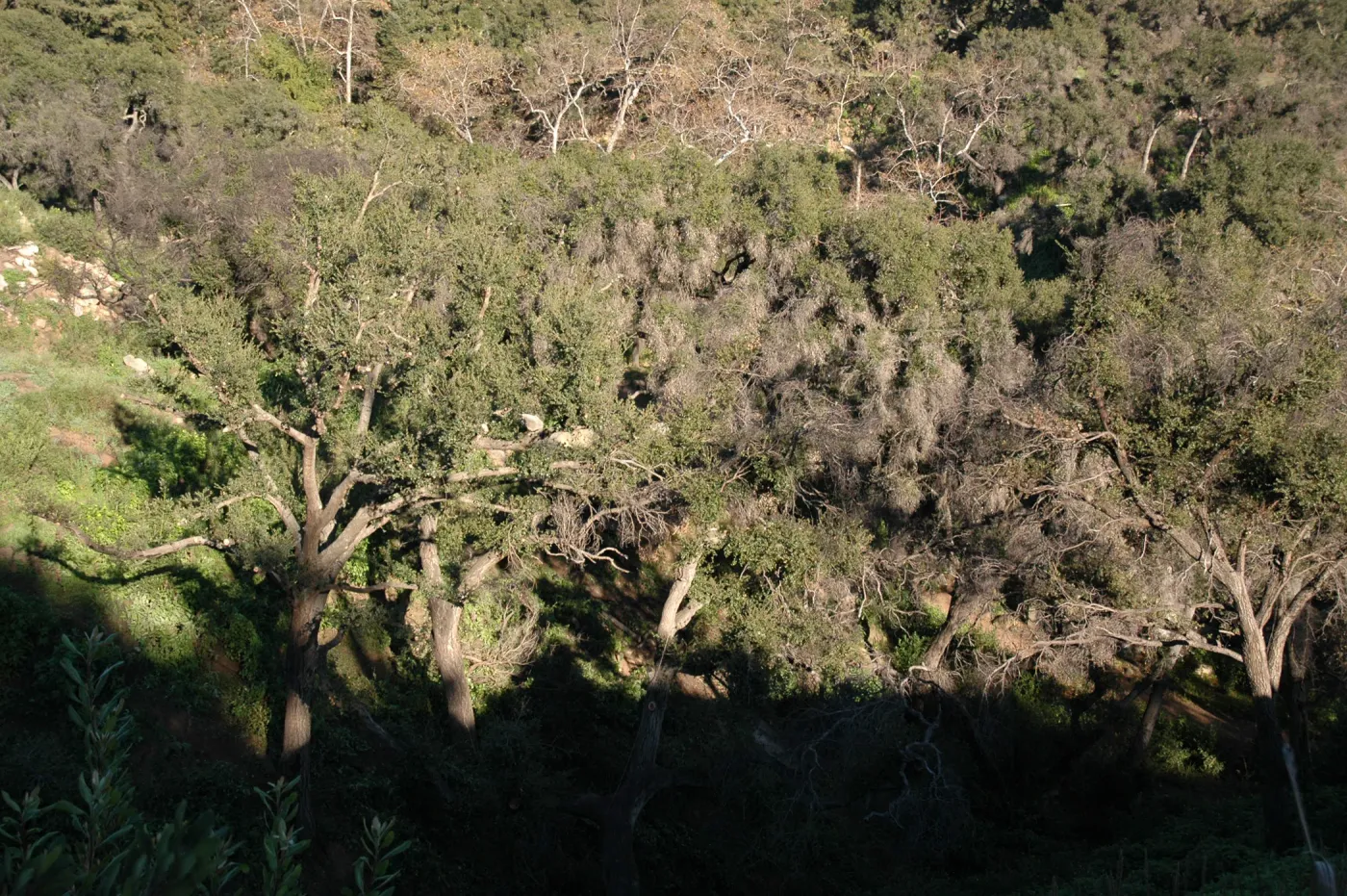 burned tree canopy, Tunnel Road along Pritchett Trail