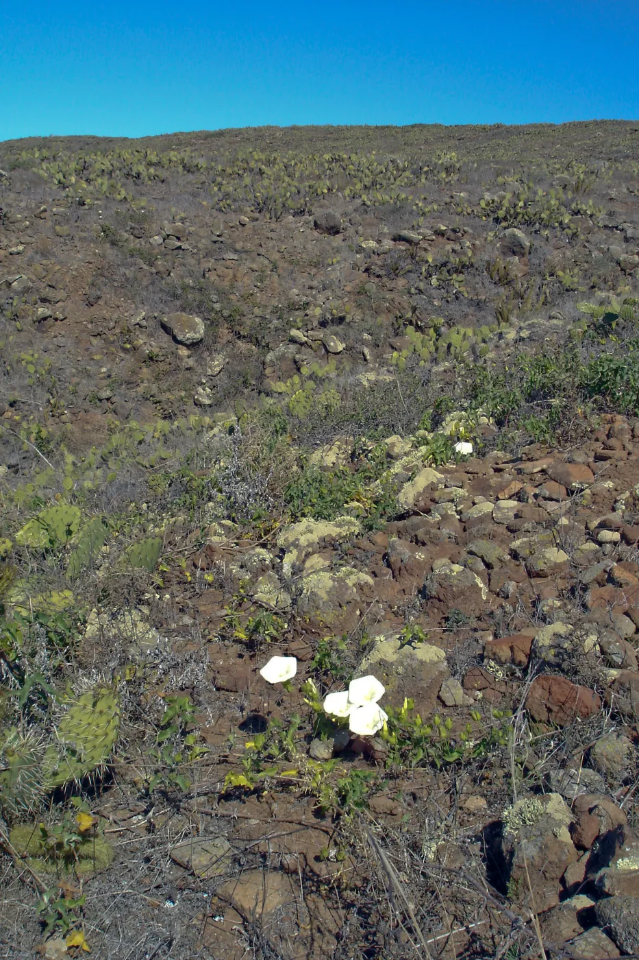 San Clemente Island, SBBG Research 2007