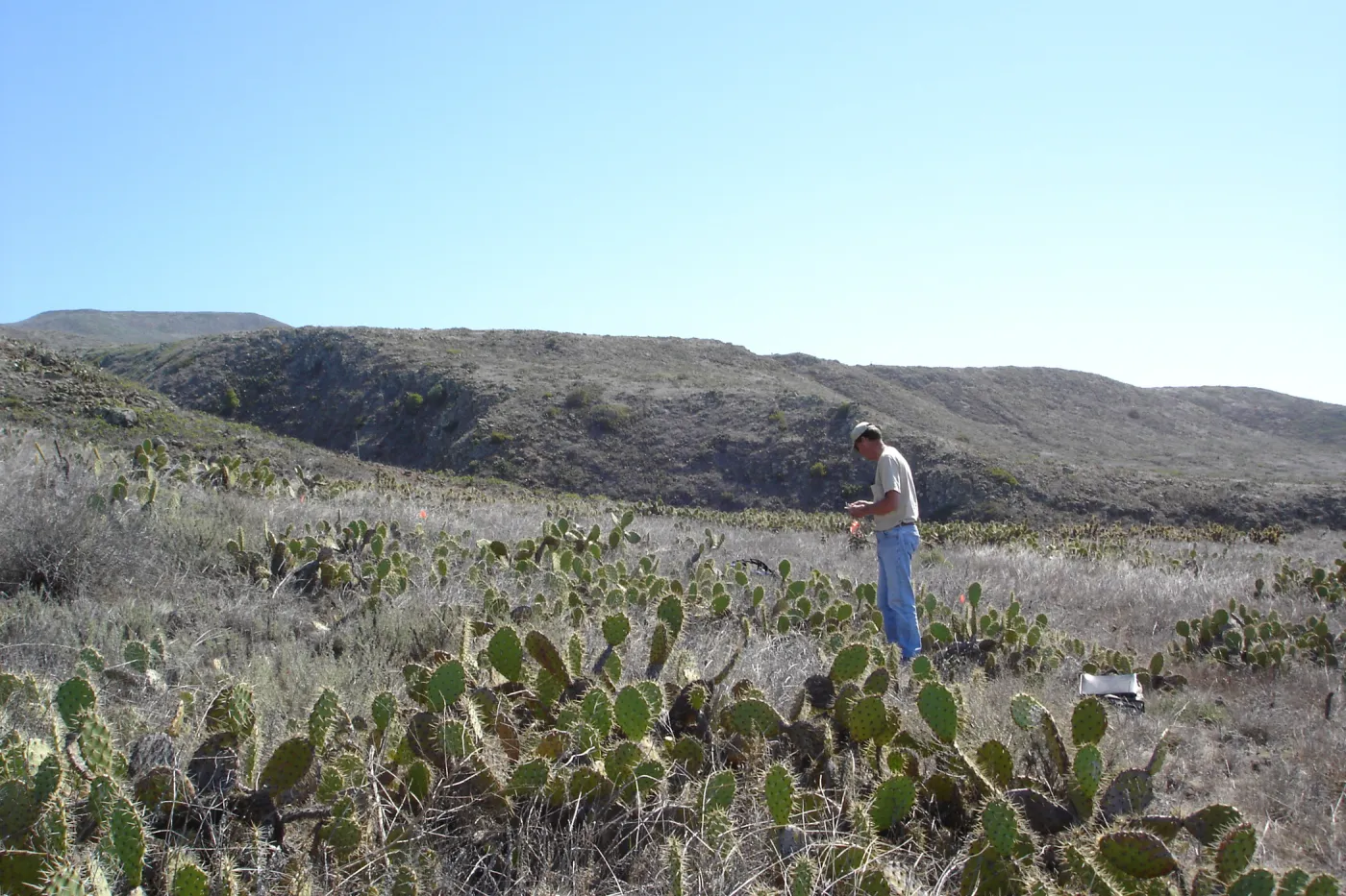 Malacothamnus clementinus population, San Clemente Island, SBBG Research 2007, Bob Muller