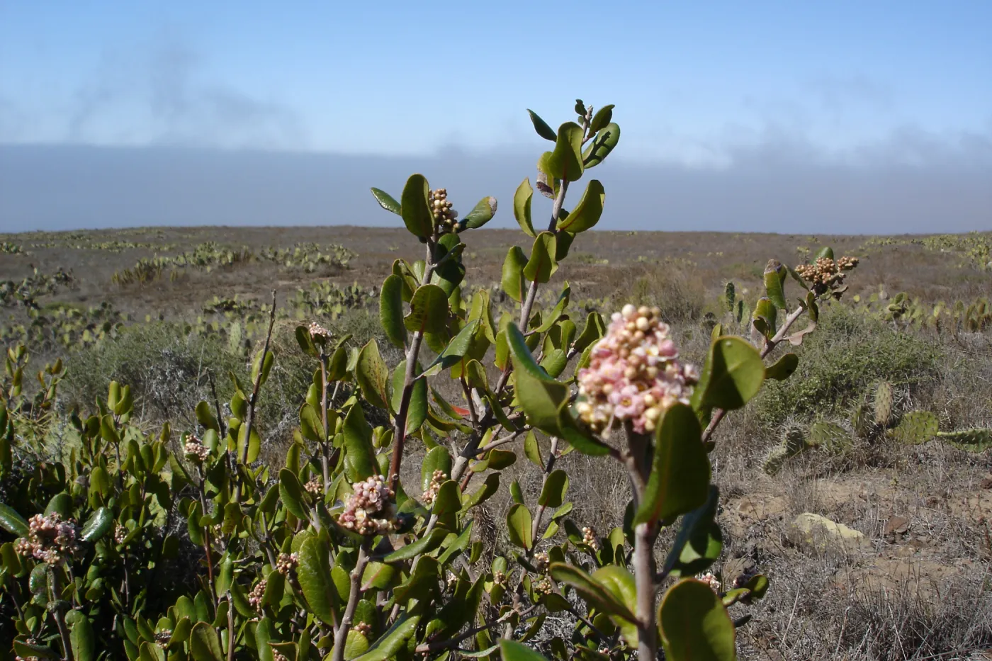 San Clemente Island, SBBG Research 2007