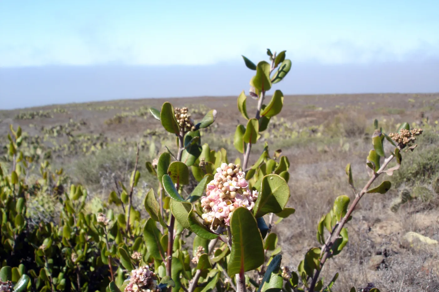 San Clemente Island, SBBG Research 2007