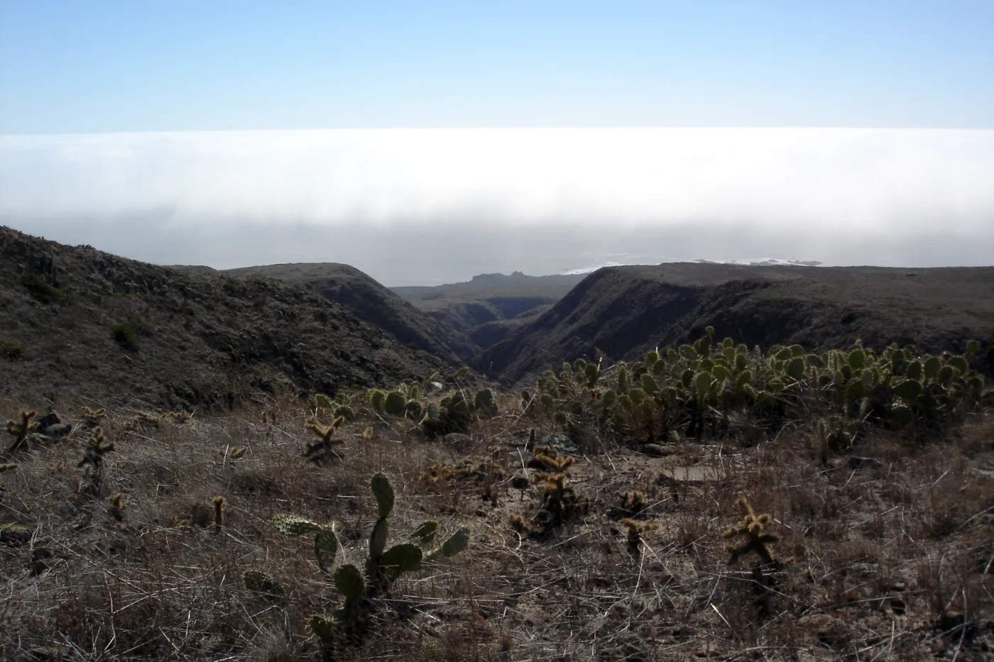 San Clemente Island, SBBG Research 2007
