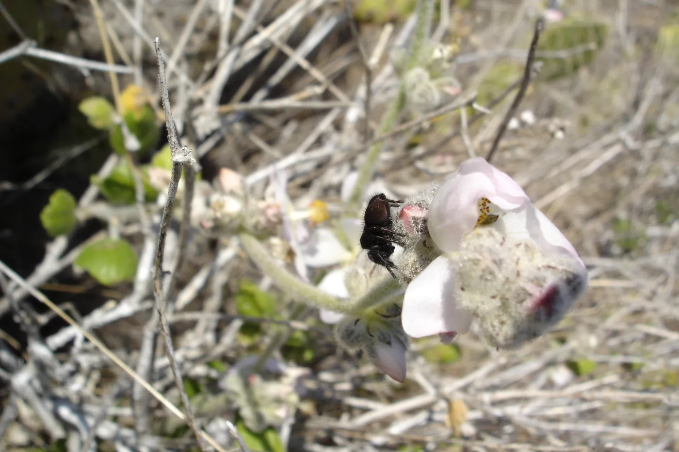 Malacothamnus clementinus, San Clemente Island, SBBG Research 2007