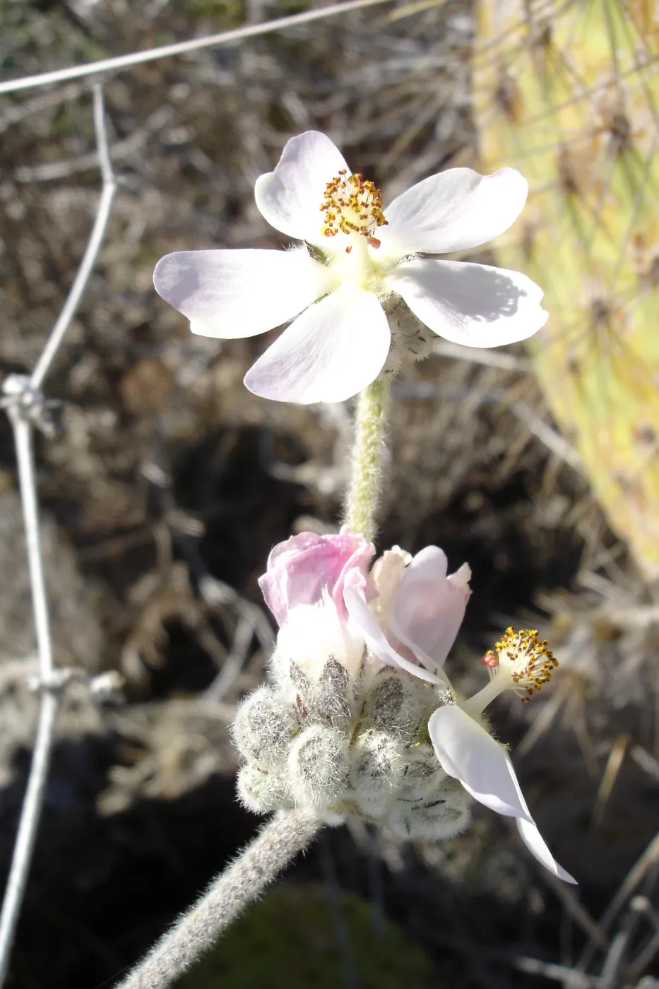 Malacothamnus clementinus, San Clemente Island, SBBG Research 2007