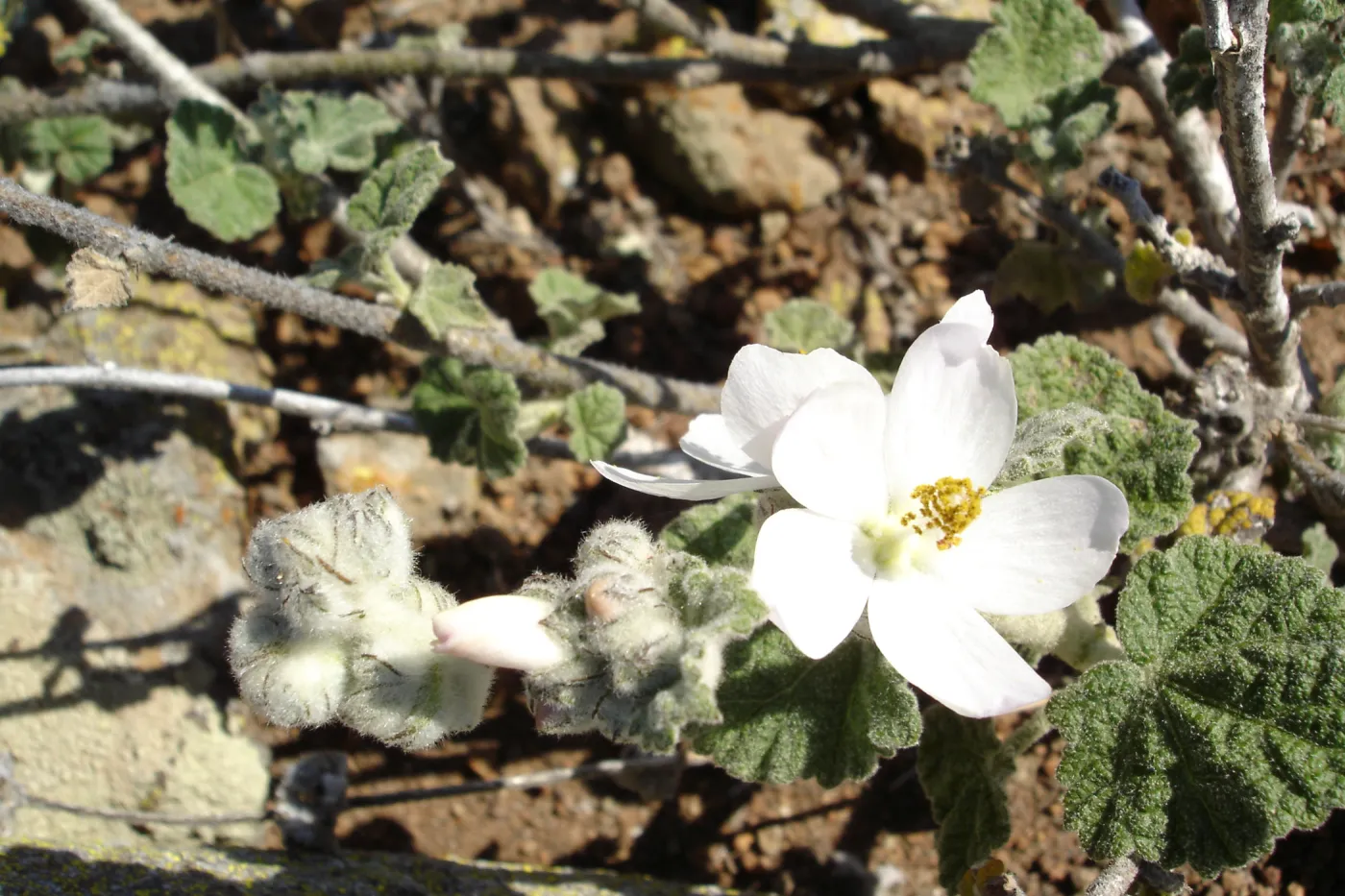 Malacothamnus clementinus, San Clemente Island, SBBG Research 2007