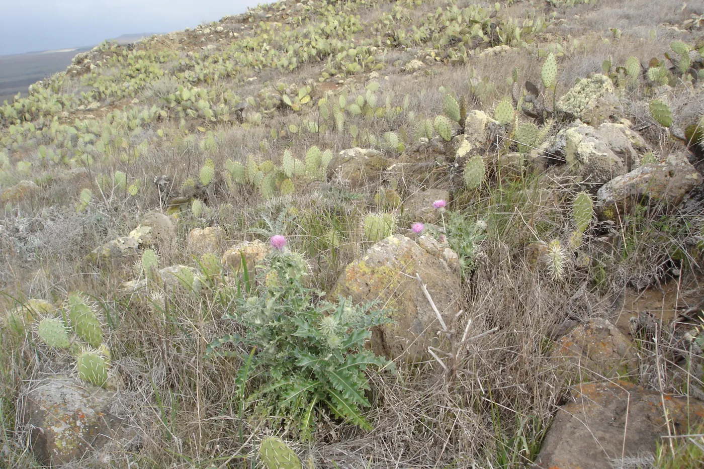 San Clemente Island, SBBG Research 2007