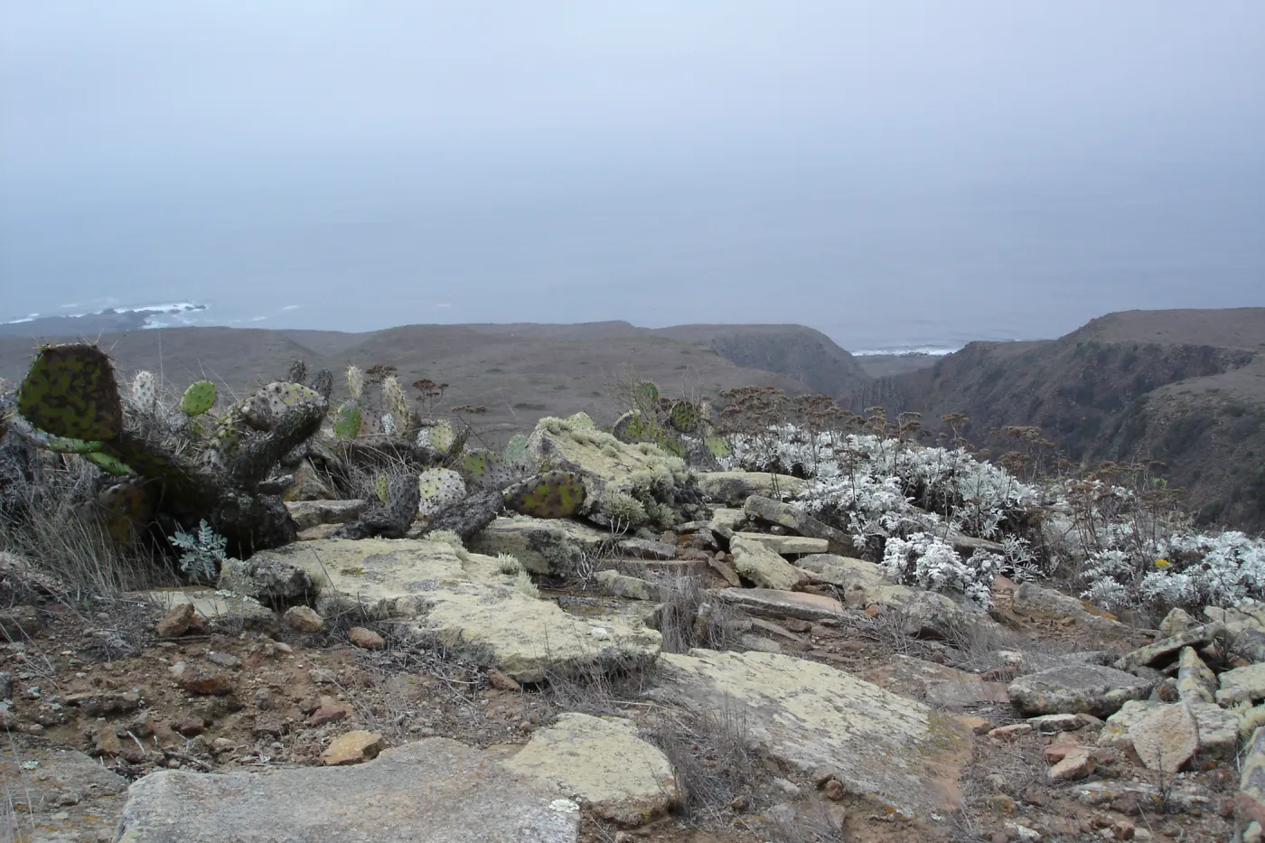 San Clemente Island, SBBG Research 2007