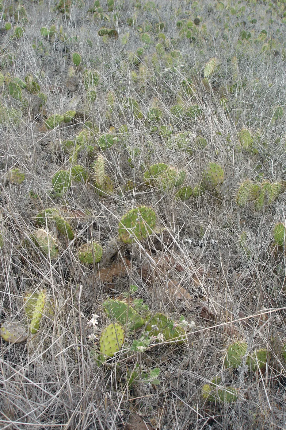 Malacothamnus clementinus population, San Clemente Island, SBBG Research 2007