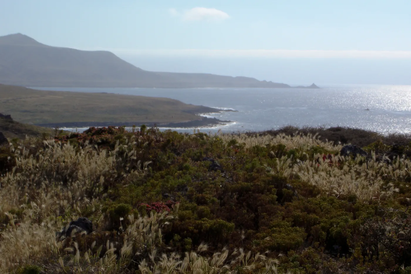 San Clemente Island, SBBG Research 2005
