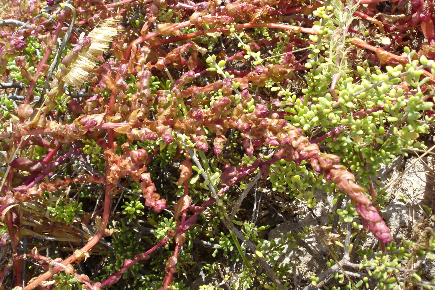 Aphanisma blitoides, San Clemente Island, SBBG Research 2005