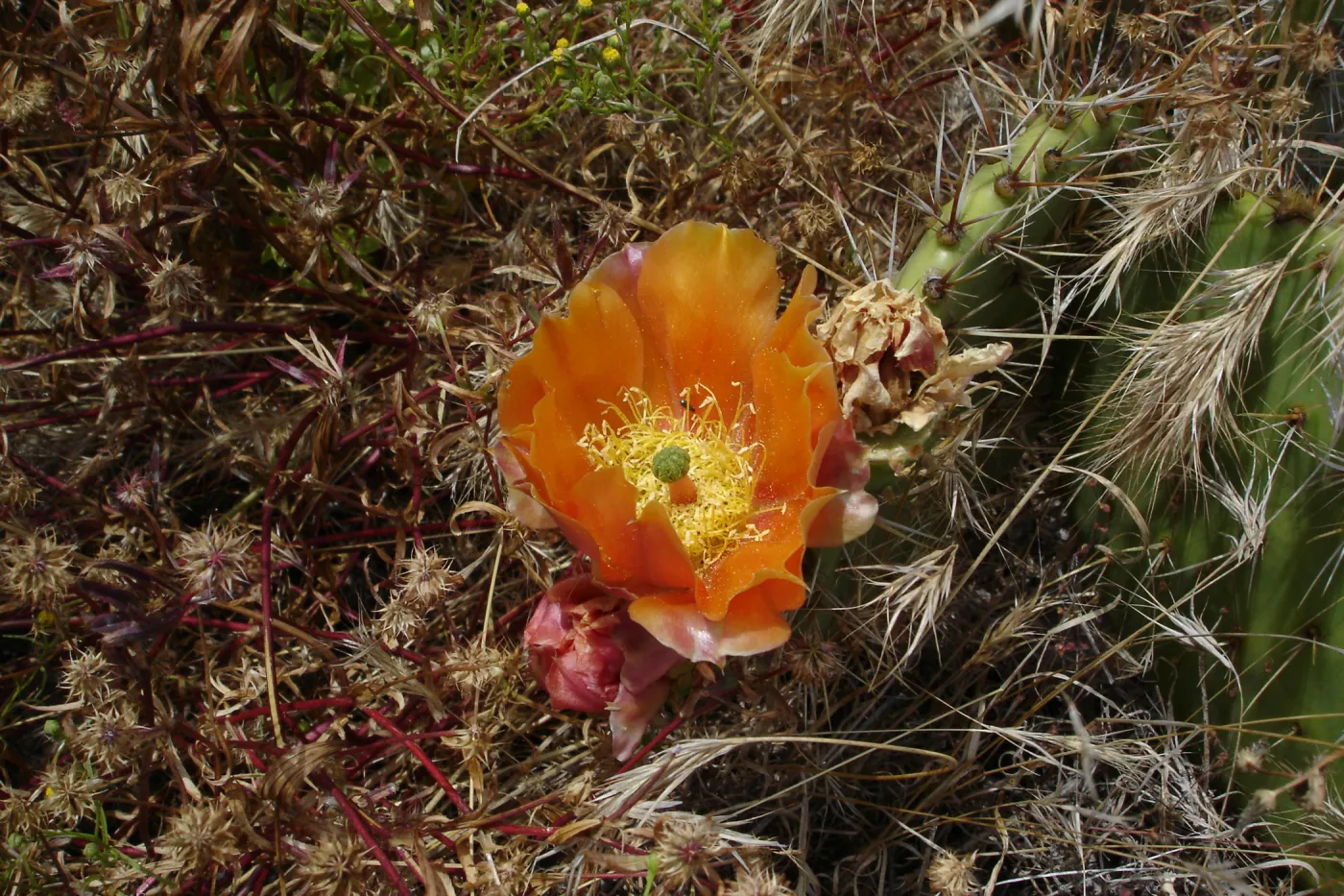 cactus flower, San Clemente Island, SBBG Research 2005
