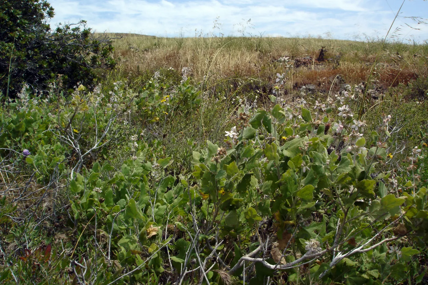 Malacothamnus clementinus, San Clemente Island, SBBG Research 2005