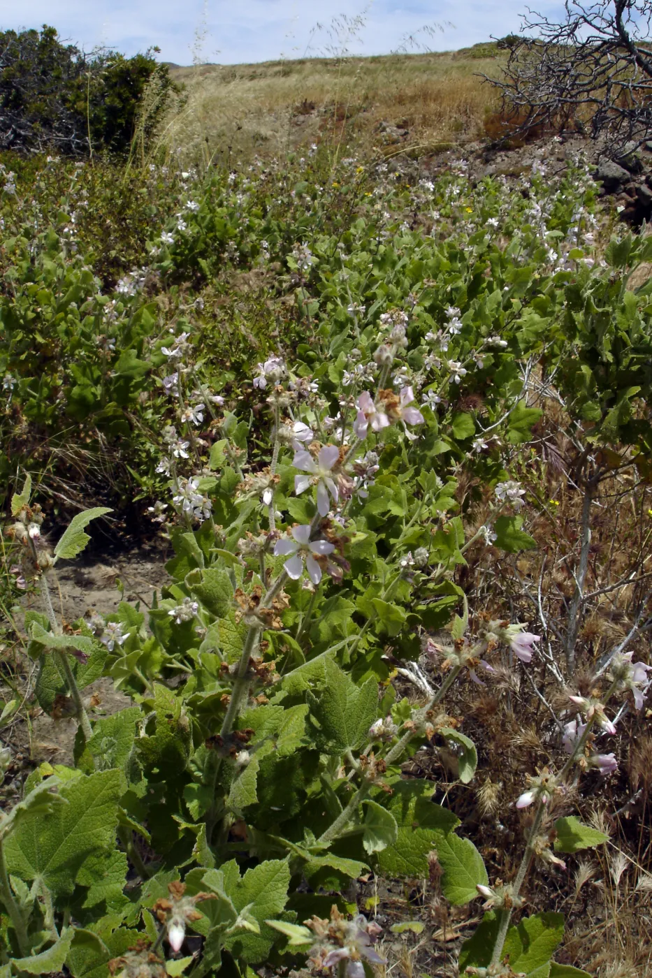 Malacothamnus clementinus, San Clemente Island, SBBG Research 2005