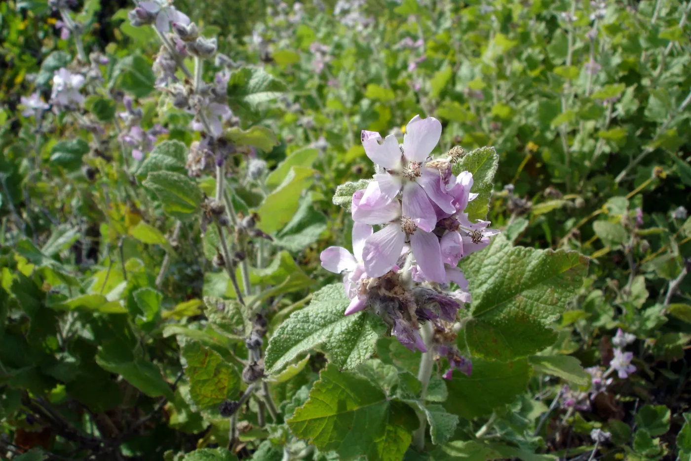 Malacothamnus clementinus, San Clemente Island, SBBG Research 2005