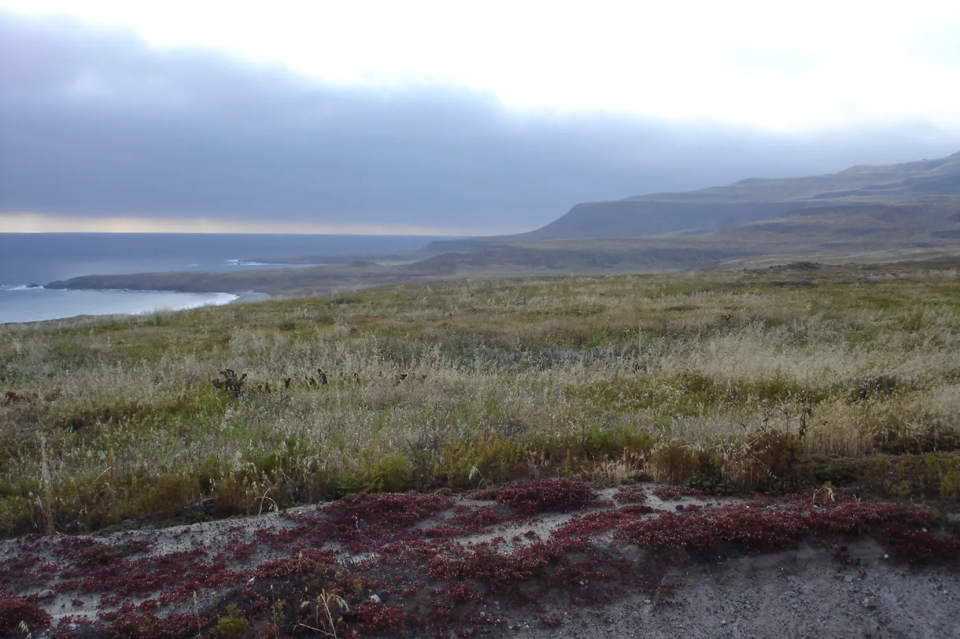 San Clemente Island, SBBG Research 2005