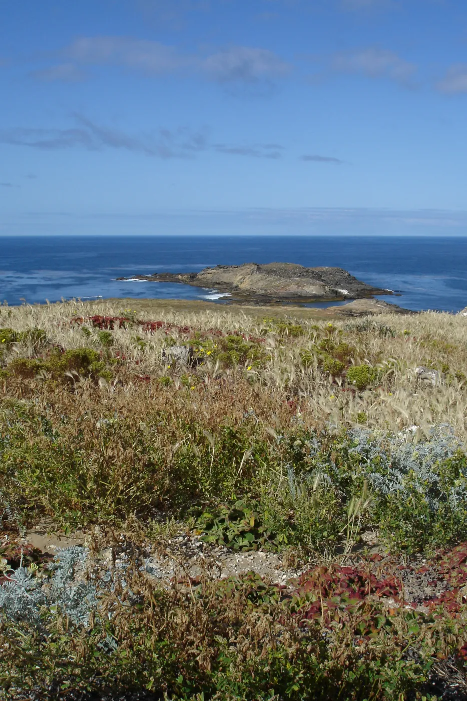 San Clemente Island, SBBG Research 2005