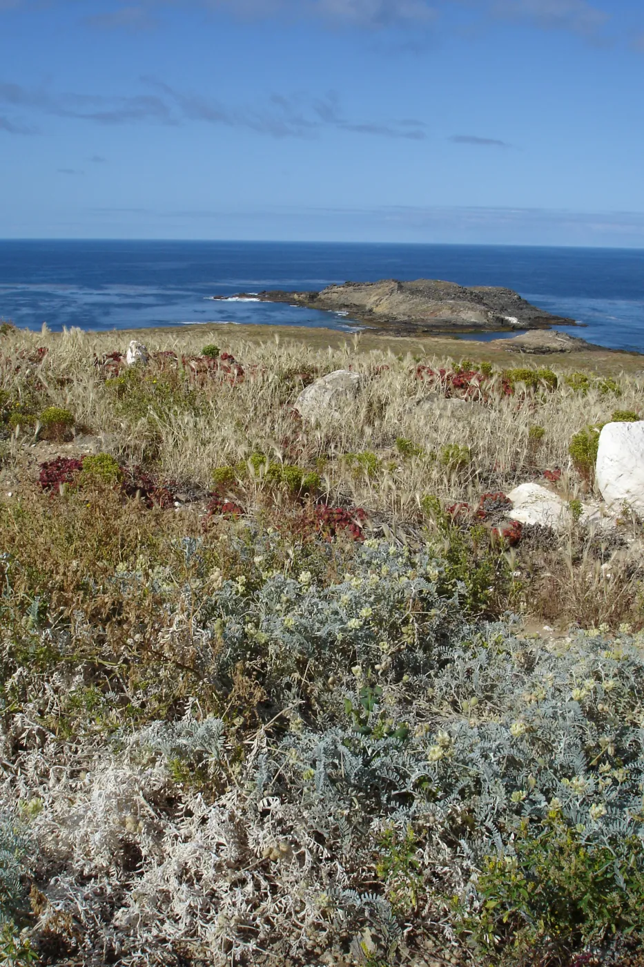 San Clemente Island, SBBG Research 2005