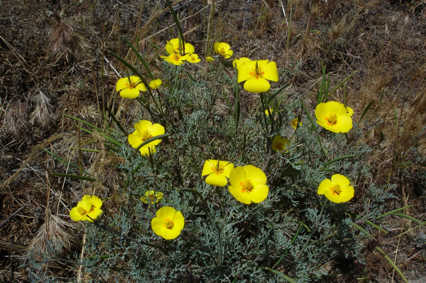 Eschscholzia ramosa, San Clemente Island, SBBG Research 2005