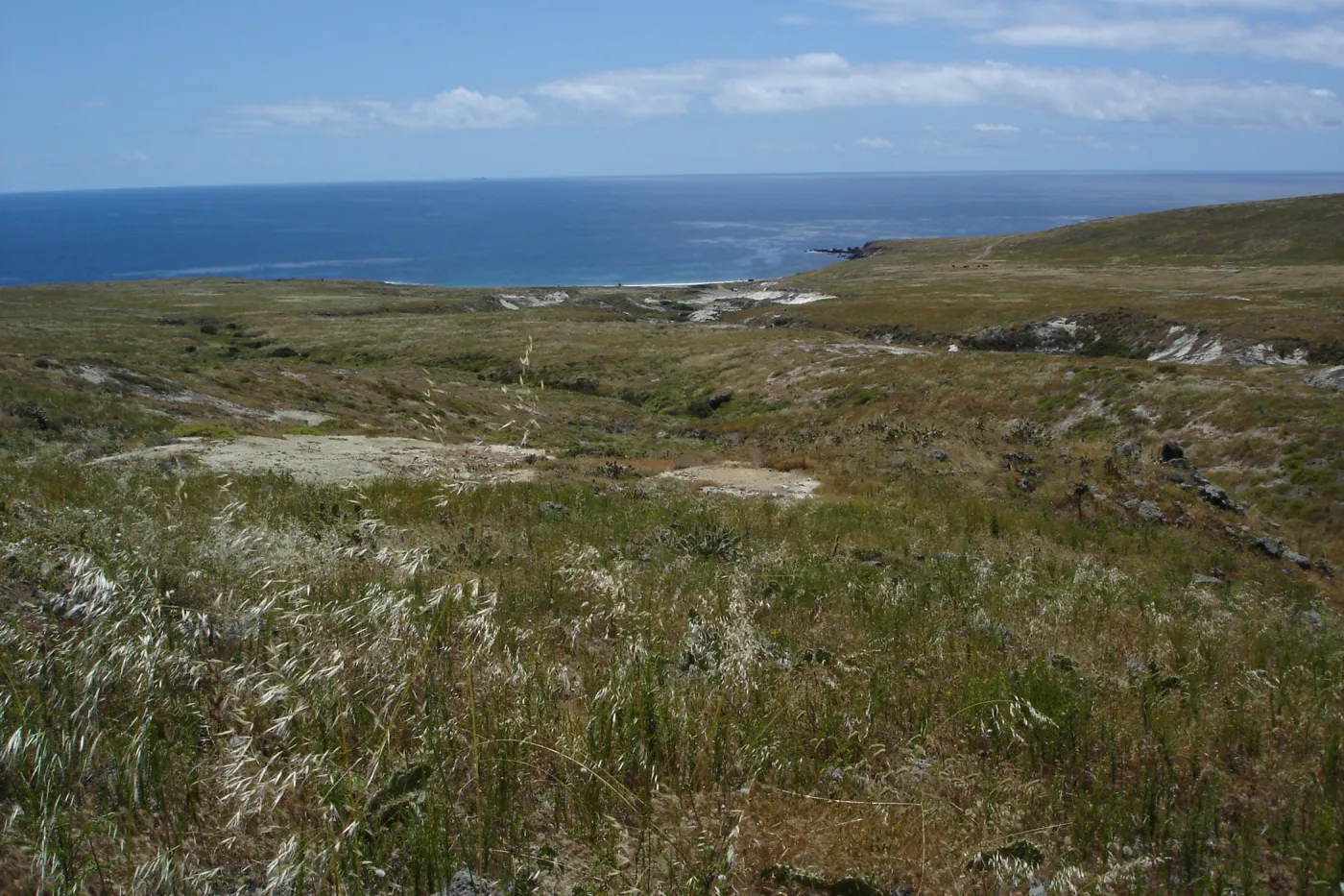San Clemente Island, SBBG Research 2005
