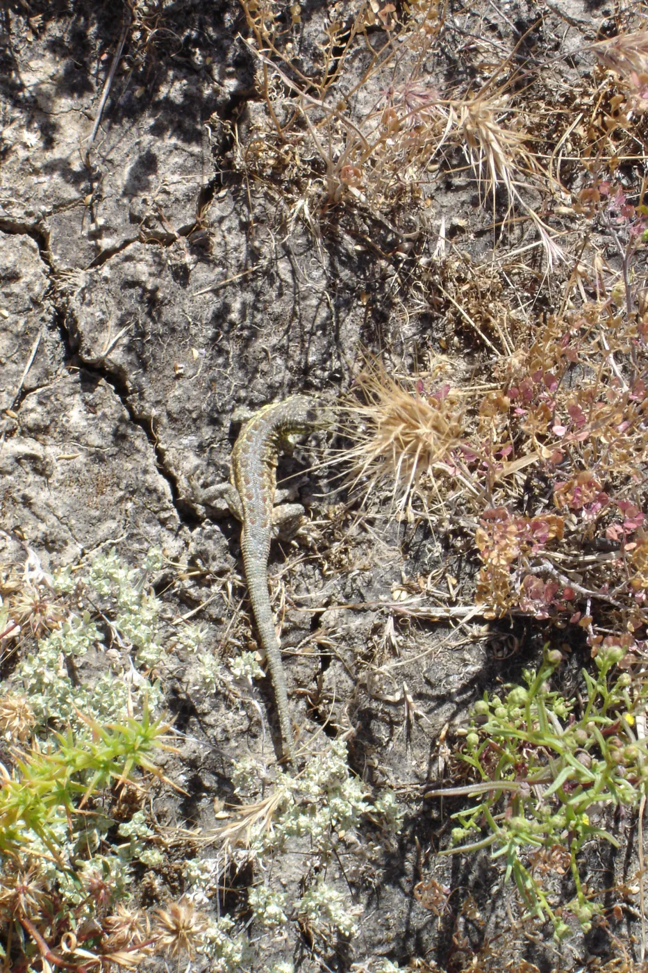 lizard, San Clemente Island, SBBG Research 2005