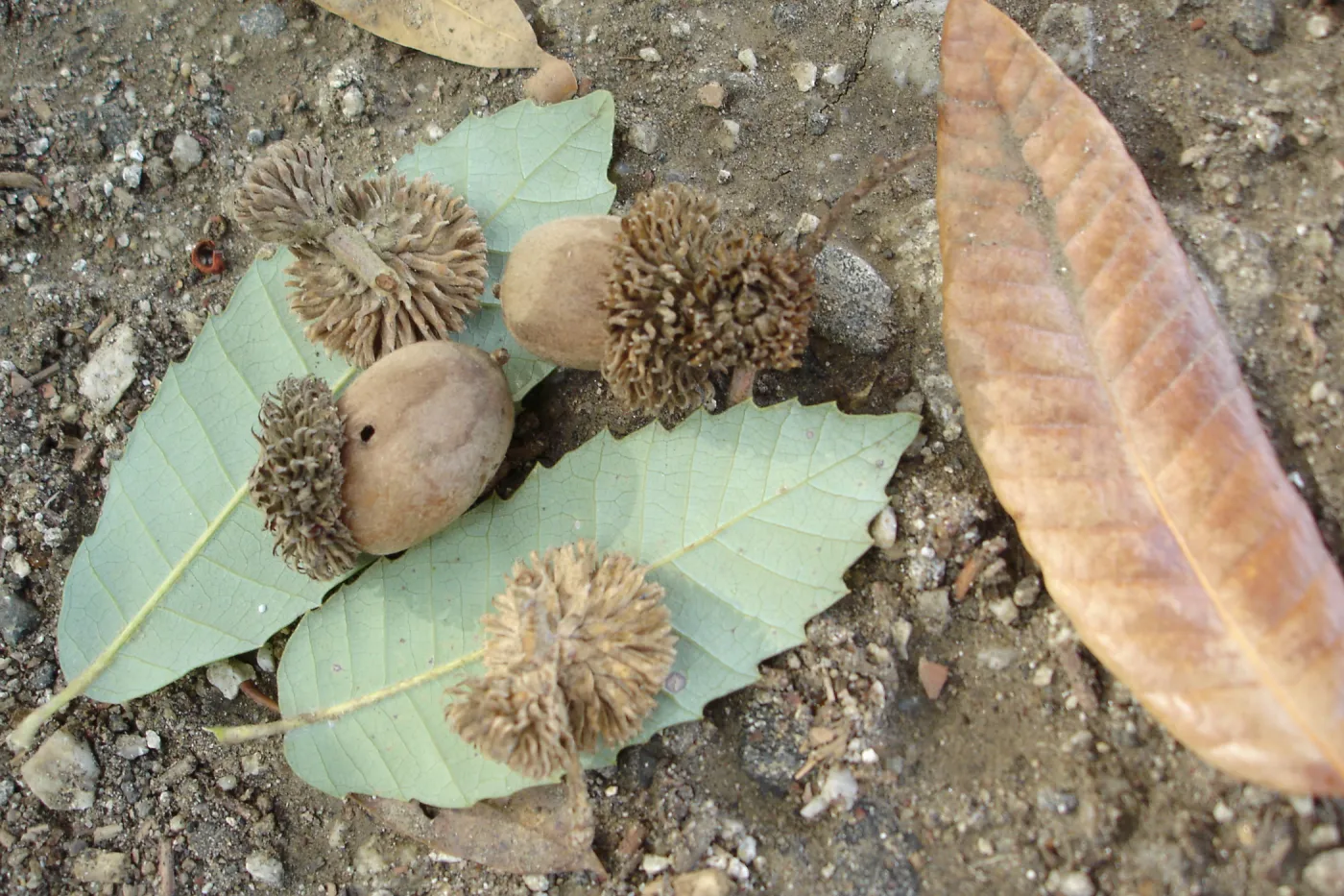 Lithocarpus densiflorus leaves and acorns, SBBG Fall Color Field Trip 2006