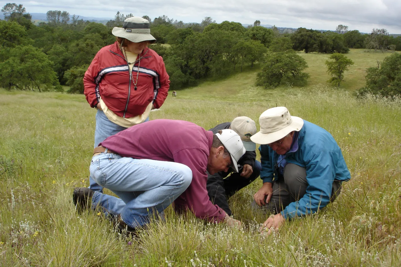 examining cleistogamus Mimulus population, SBBG Research field trip to Sedgwick Reserve