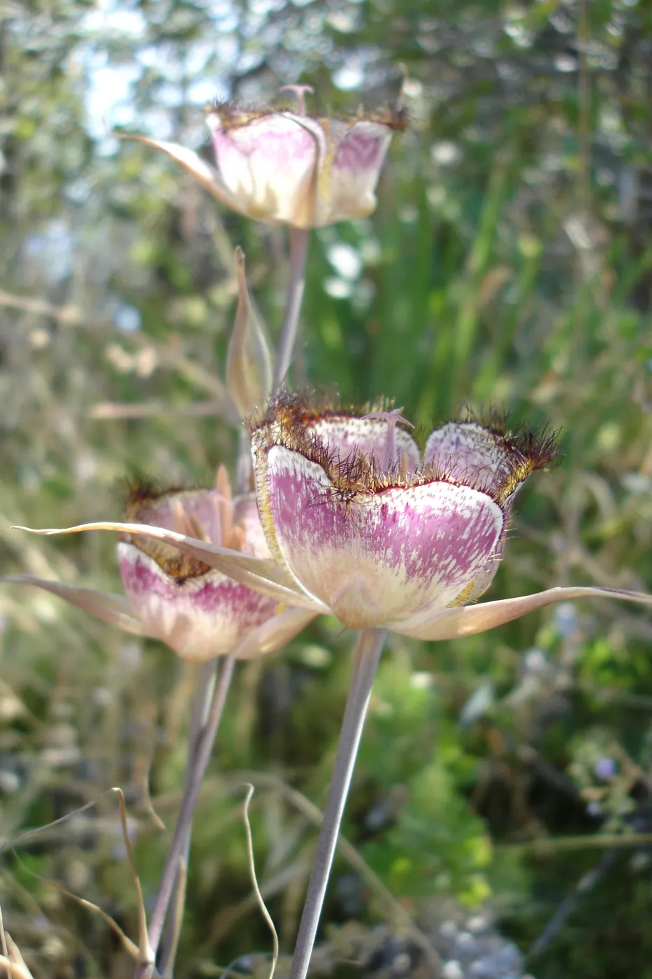 Calochortus in bloom, West Camino Cielo, SBBG Research 2005