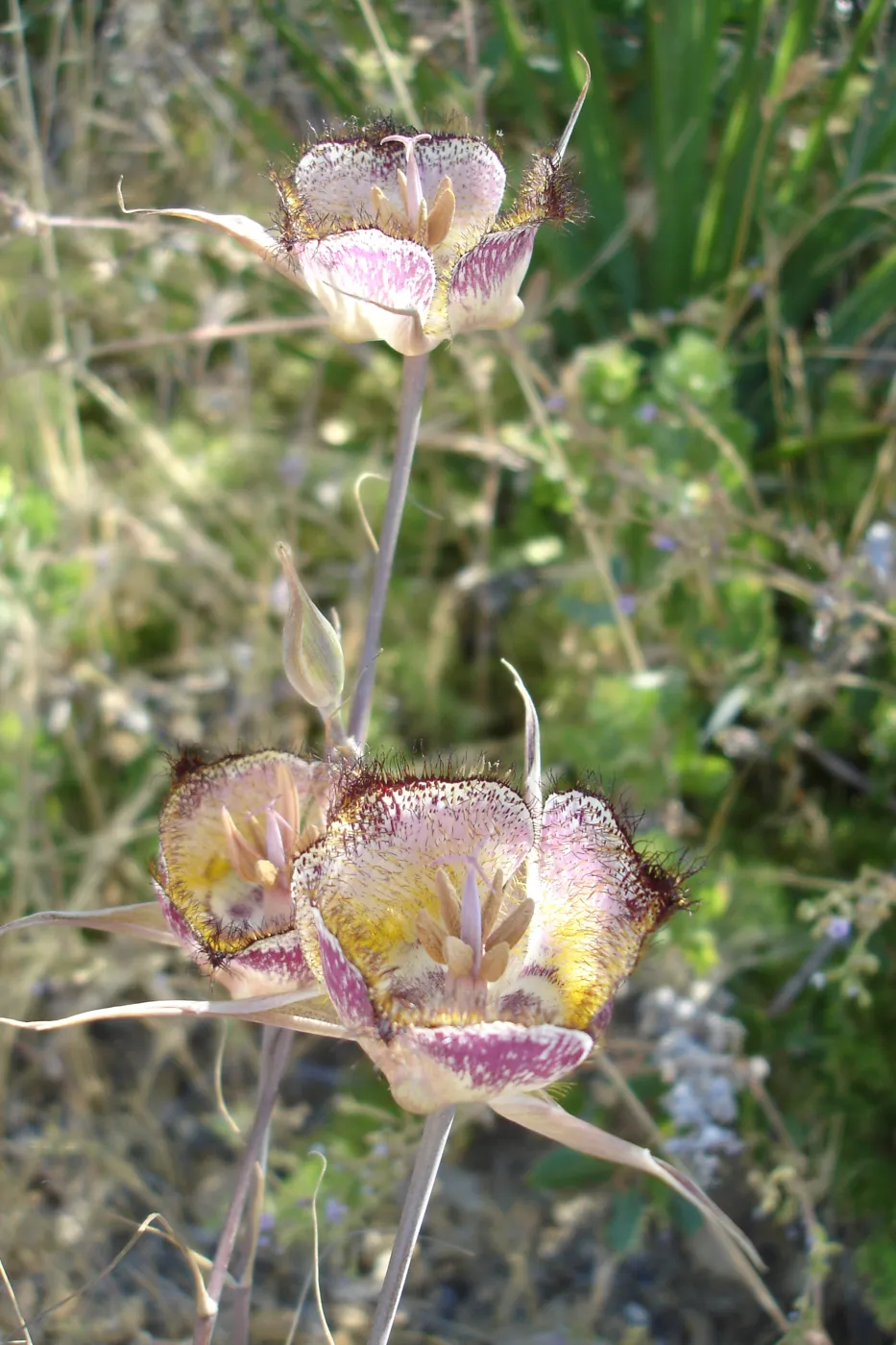 Calochortus in bloom, West Camino Cielo, SBBG Research 2005
