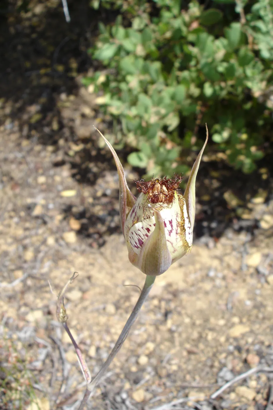 Calochortus in bloom, West Camino Cielo, SBBG Research 2005