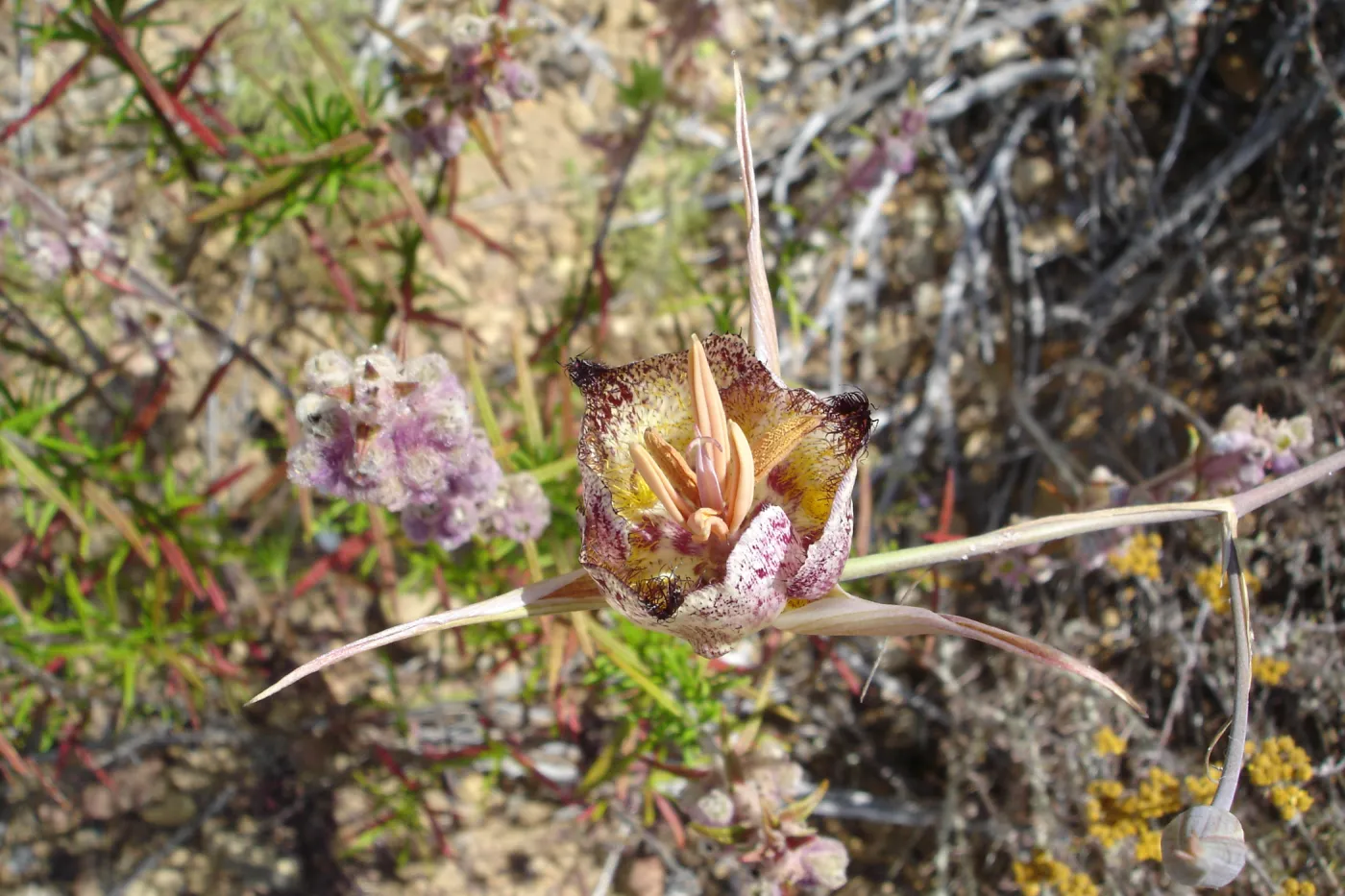 Calochortus in bloom, West Camino Cielo, SBBG Research 2005