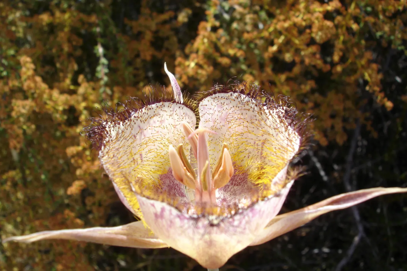 Calochortus in bloom, West Camino Cielo, SBBG Research 2005