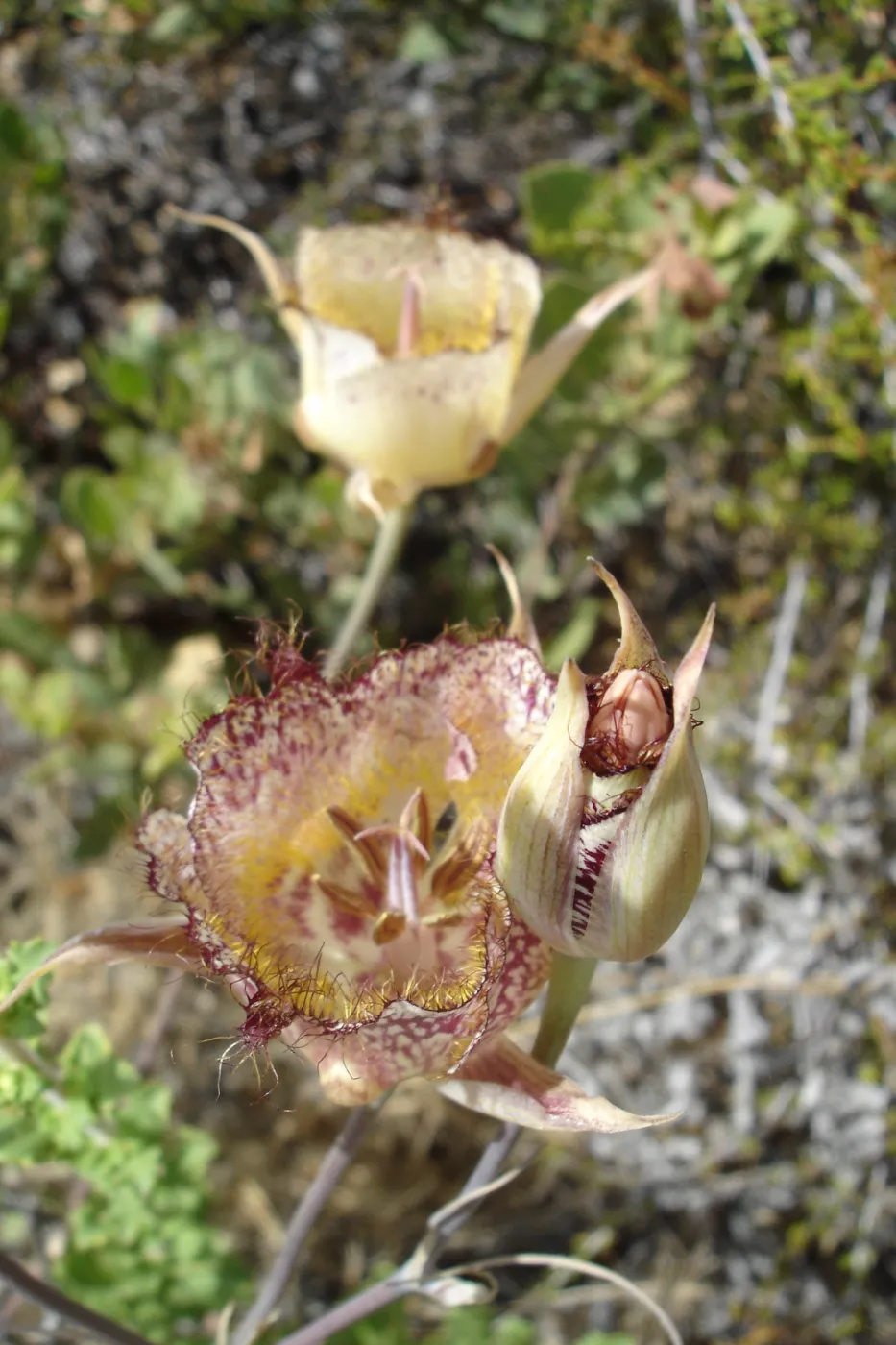 Calochortus in bloom, West Camino Cielo, SBBG Research 2005
