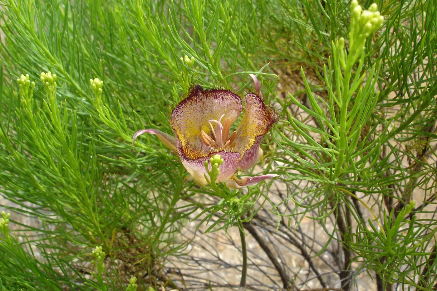 Calochortus in bloom, West Camino Cielo, SBBG Research 2005