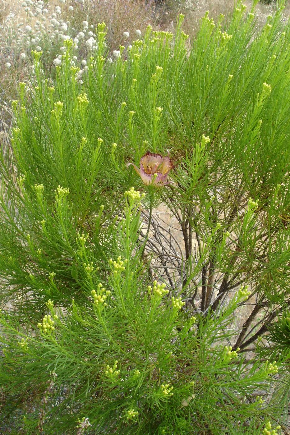 Calochortus in bloom, West Camino Cielo, SBBG Research 2005