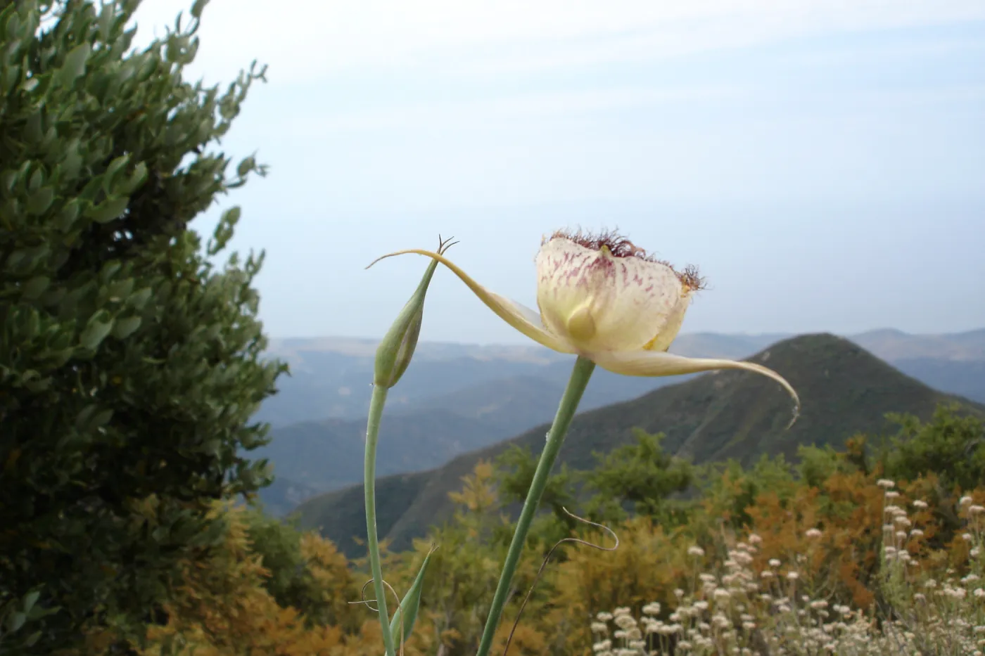 Calochortus, West Camino Cielo, SBBG Research 2005