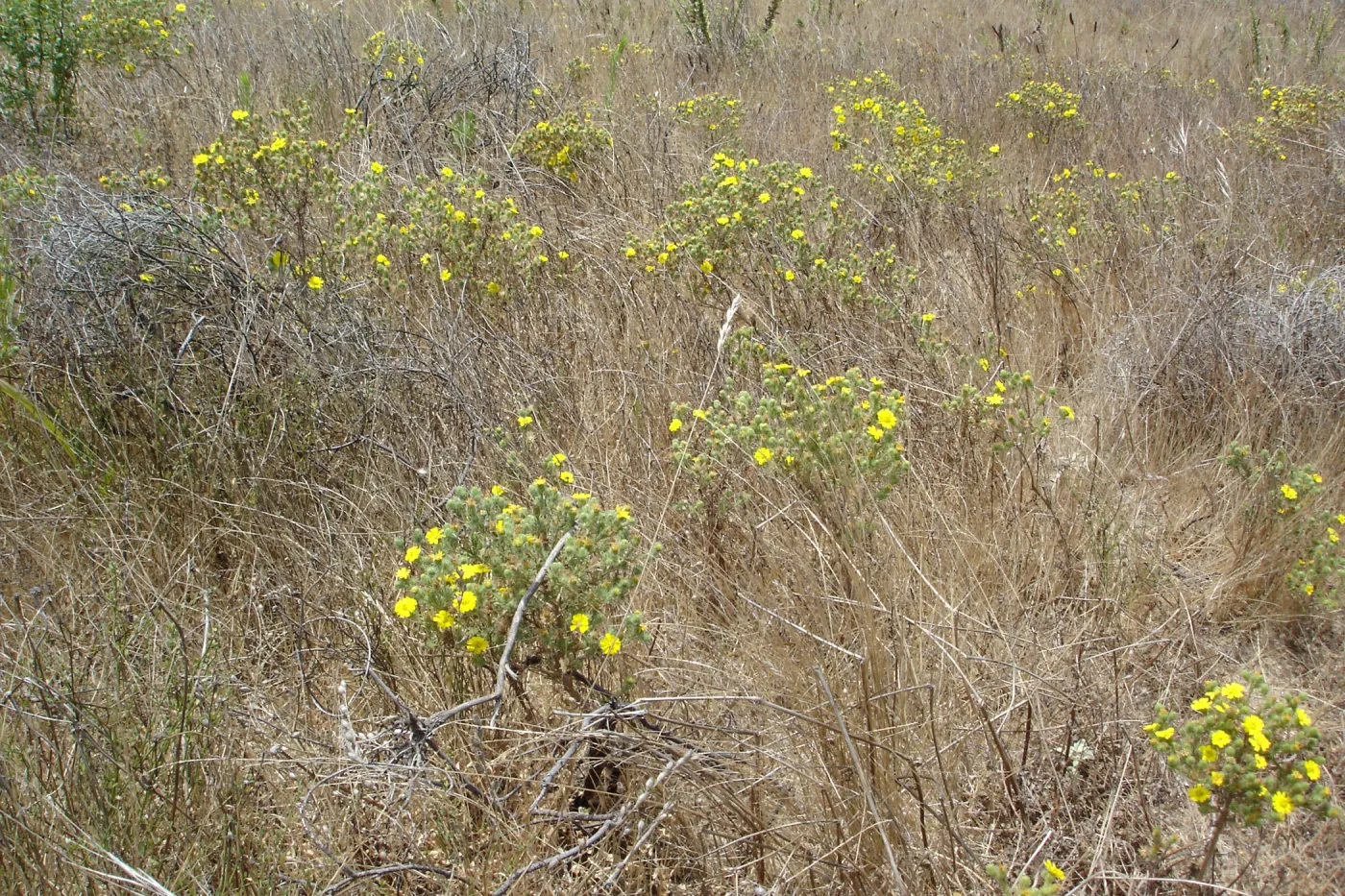 Gaviota Tarplant, Gaviota coast, SBBG Research 2005