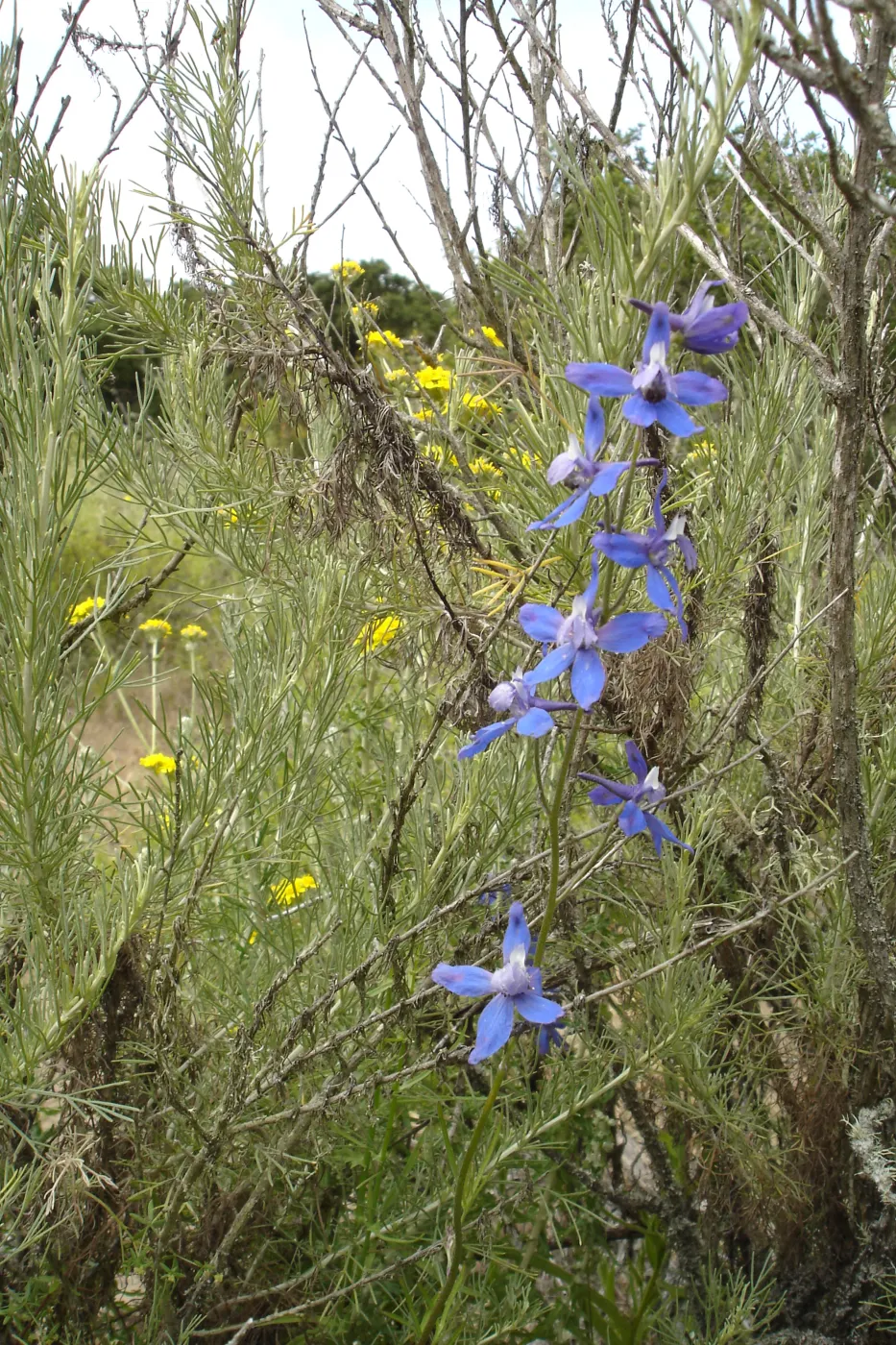 Delphinium in coastal sage scrub chapparal, La Purisima, SBBG Research 2006