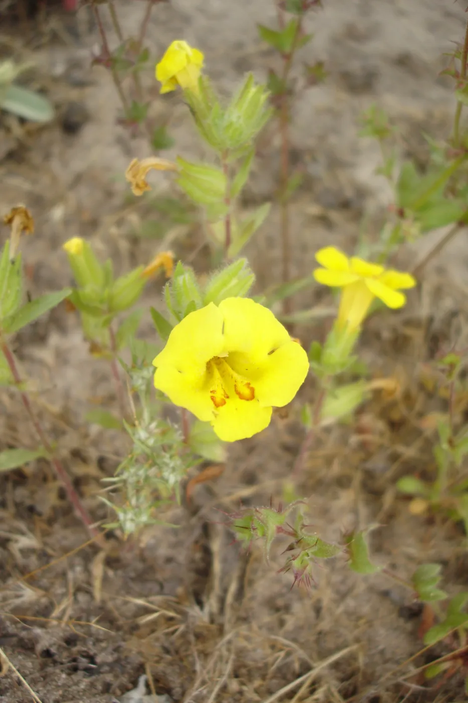 Mimulus fremontii var. vandenbergensis, La Purisima, SBBG Research 2006