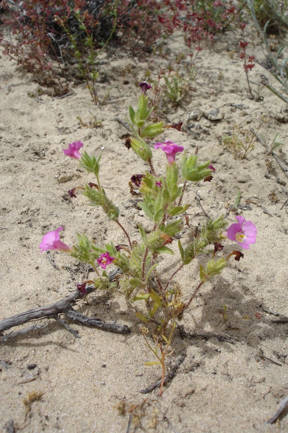 Mimulus fremontii, La Purisima, SBBG Research 2006