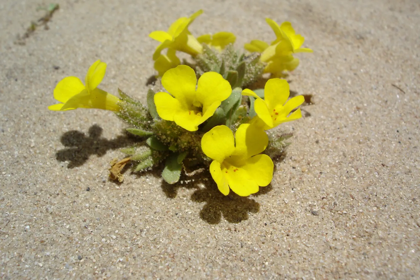 Mimulus fremontii var. vandenbergensis, La Purisima, SBBG Research 2006