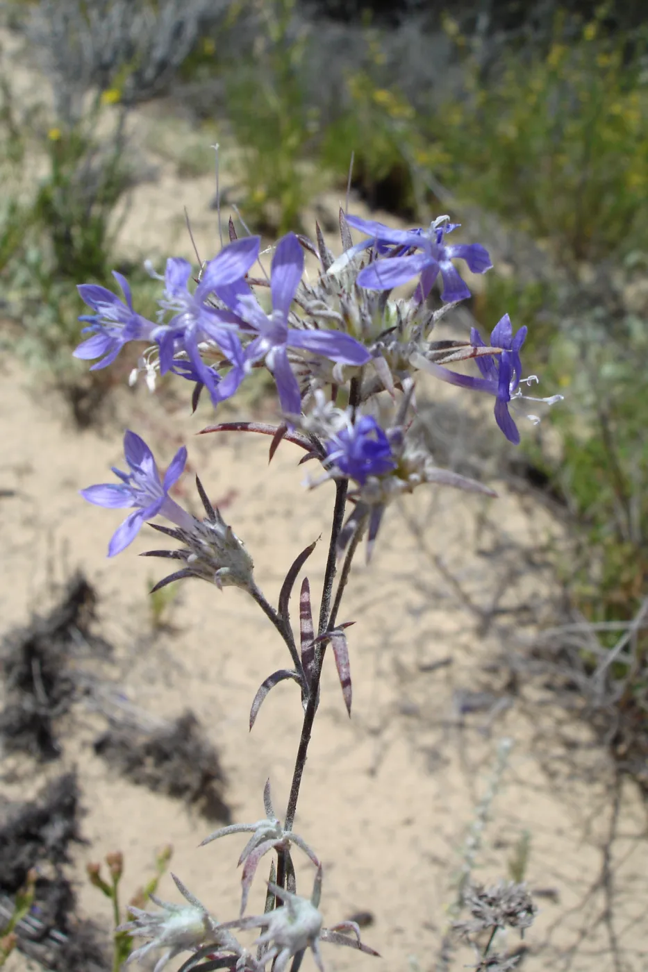 Eriastrum densifolium, La Purisima, SBBG Research 2006