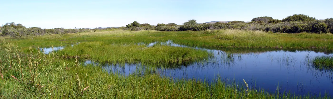 pond, Burton Mesa, SBBG Research 2005