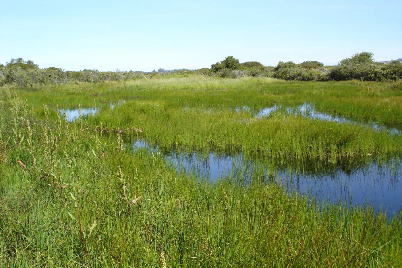 pond, Burton Mesa, SBBG Research 2005