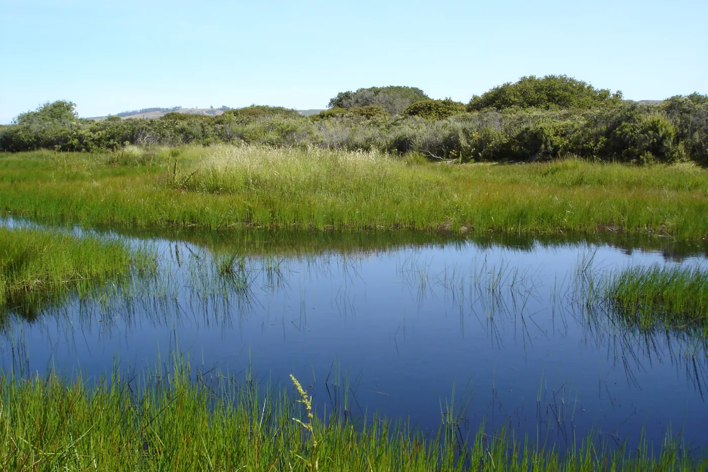 pond, Burton Mesa, SBBG Research 2005