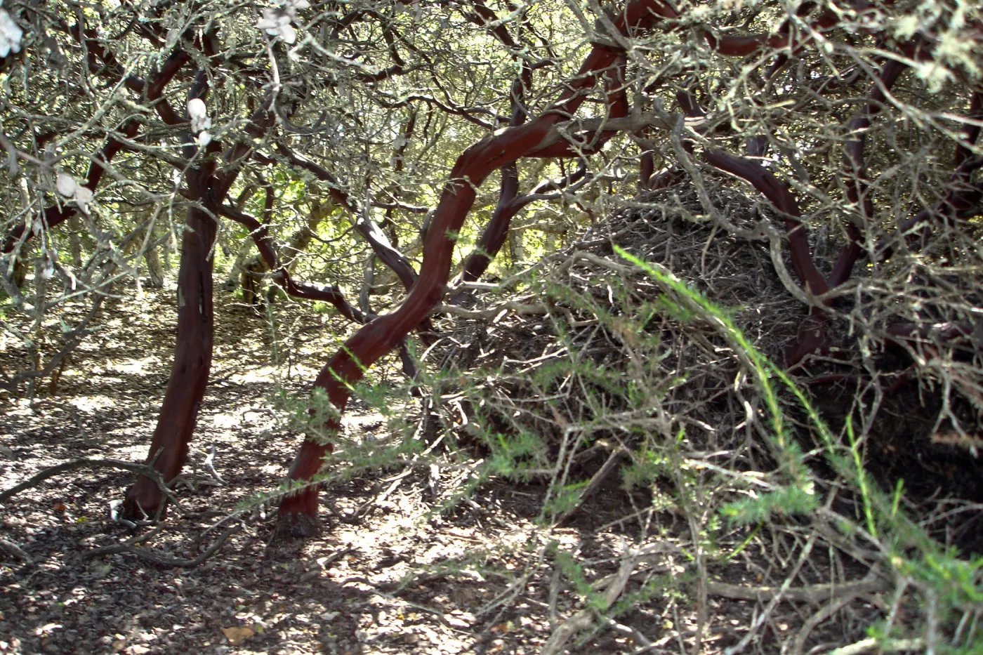 wood rat nest, Burton Mesa manzanita chaparral, SBBG Research 2005